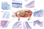 biomimetisk forskning